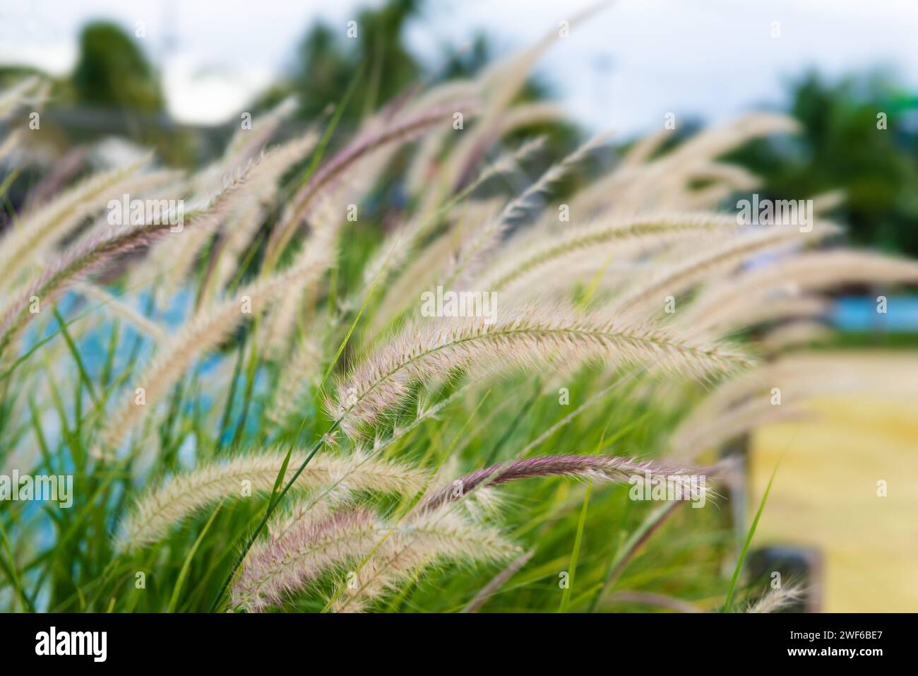 Cenchrus setaceus crimson fountain grass African tropical ornamental decorative plant used often in garden scaping around the world a bunch grass clos Stock Photo