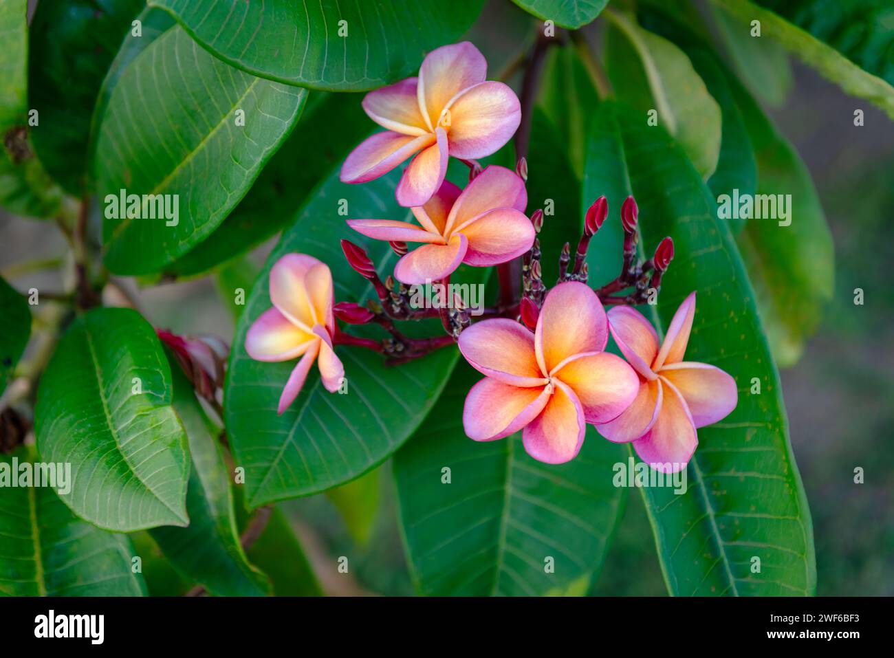 Plumeria rubra red frangipani tropical beautiful fragrant vibrant flower tree exotic Trinidad and Tobago Stock Photo