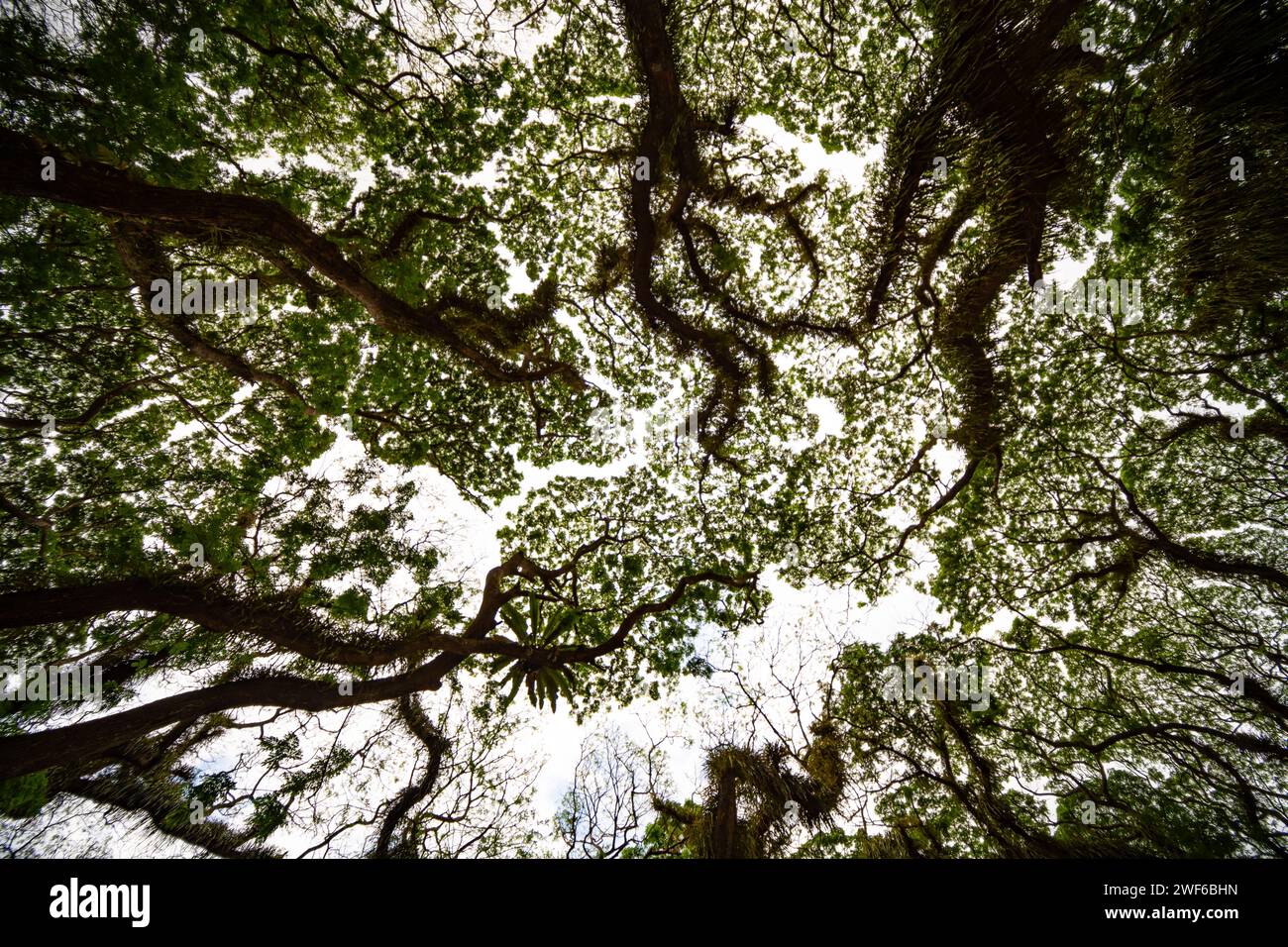 Amazing Bottom view of Giant trees with Huge trunks and Branches at De ...