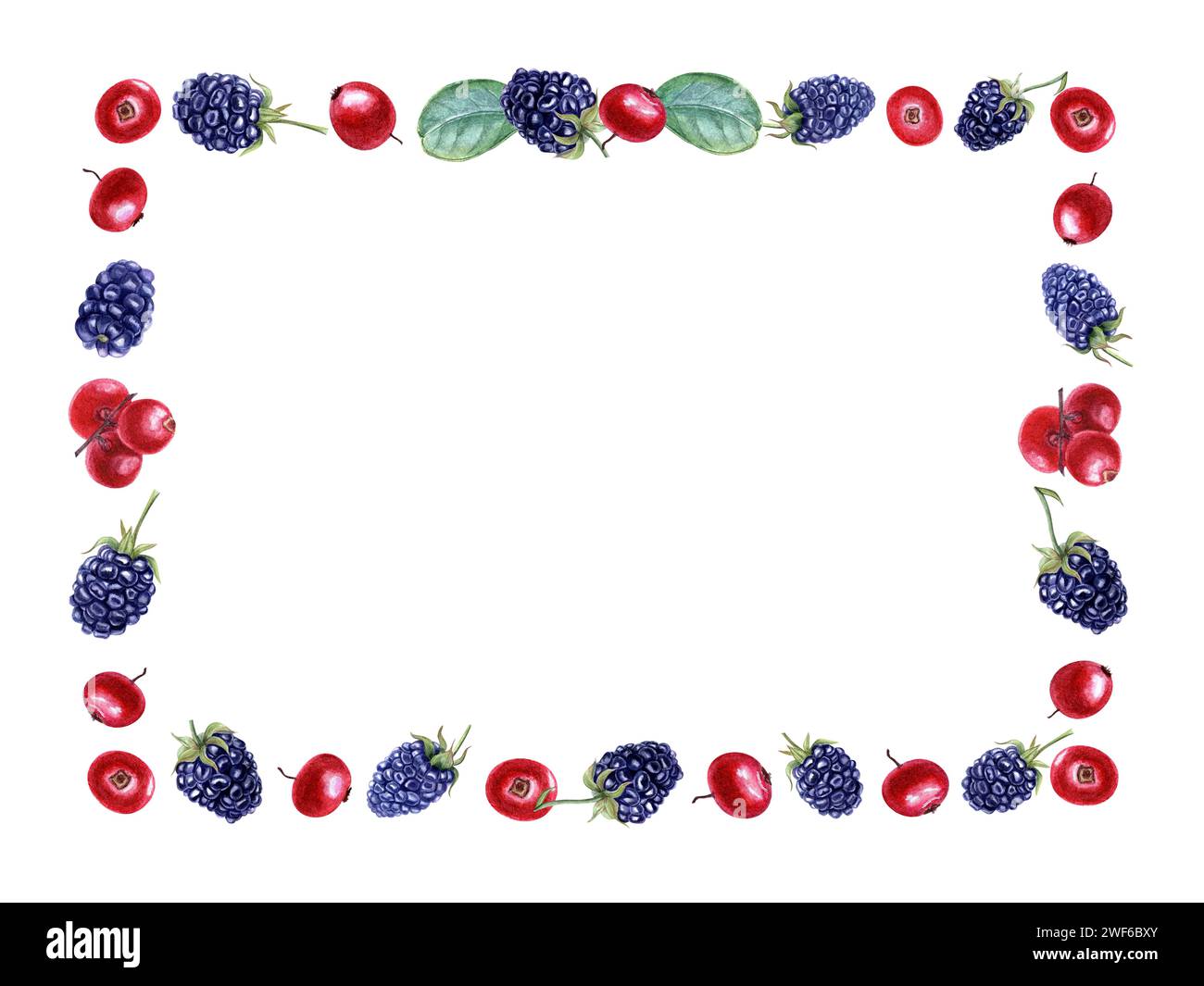 Forest berries with green leaves. Horizontal frame. Bearberries, cowberries. Blackberry, dewberry. Watercolor illustration isolated on white. Stock Photo