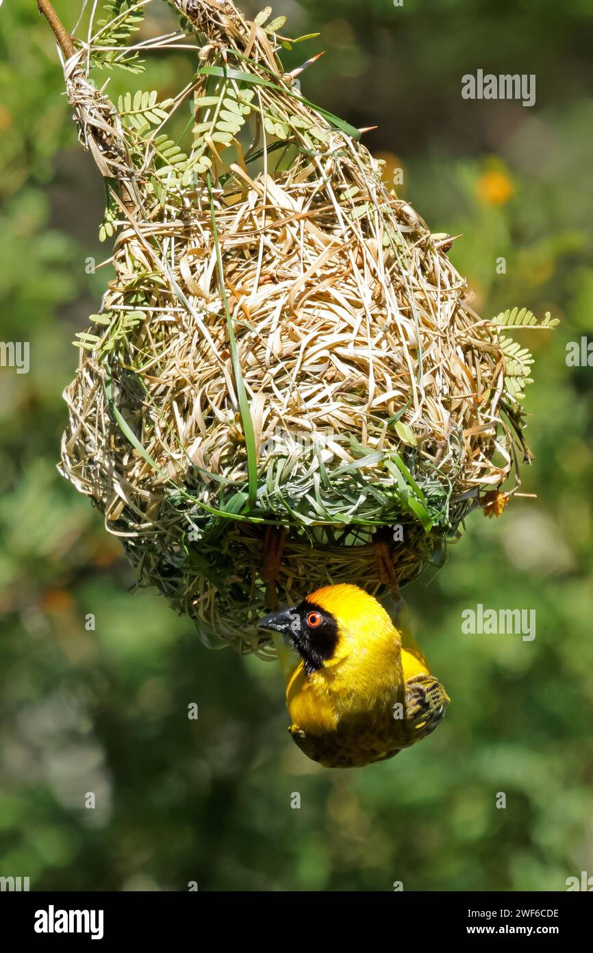 A male southern masked weaver (Ploceus velatus) hanging from its nest, South Africa Stock Photo
