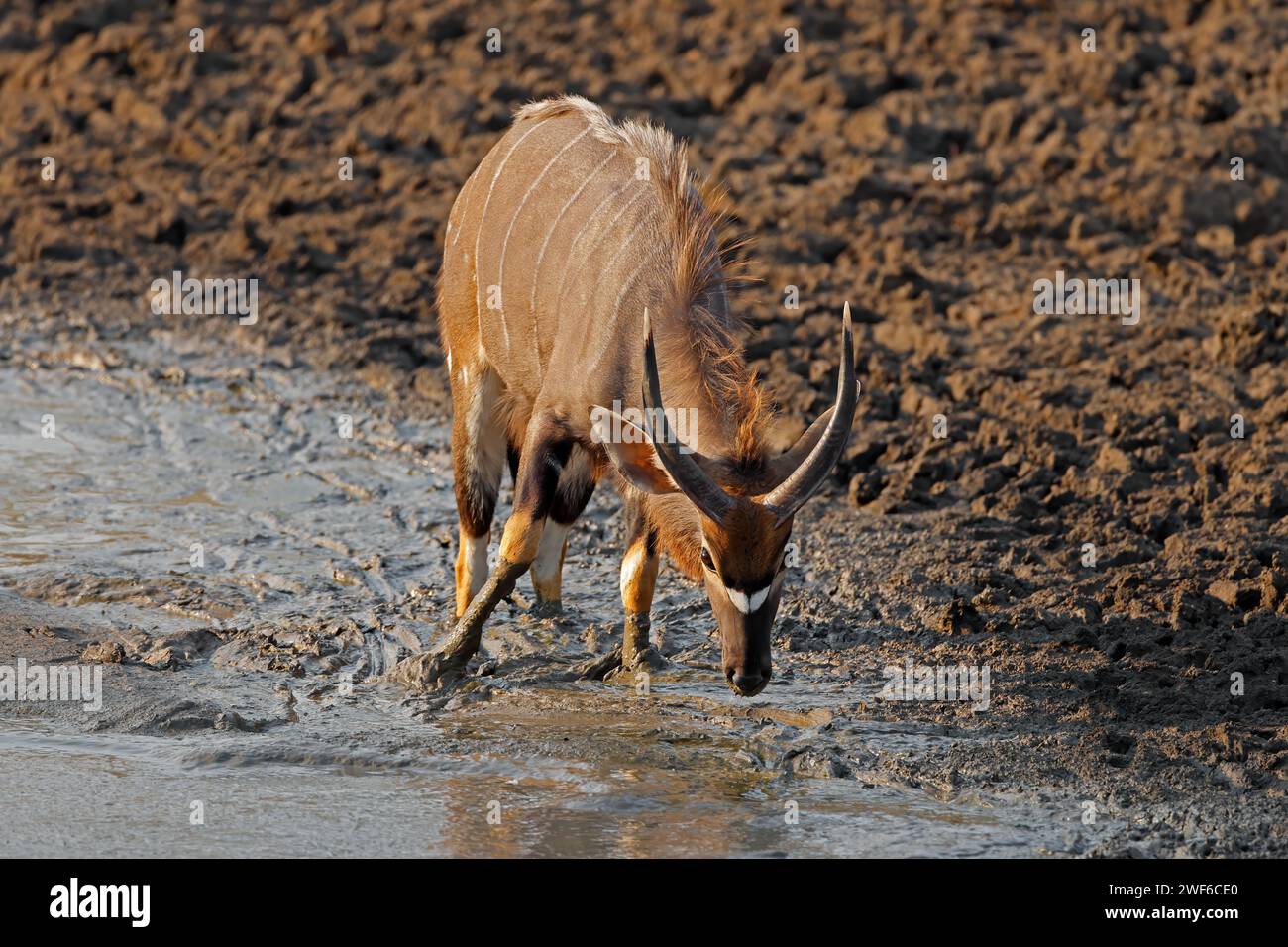 A male Nyala antelope (Tragelaphus angasii) drinking water, Kruger National Park, South Africa Stock Photo