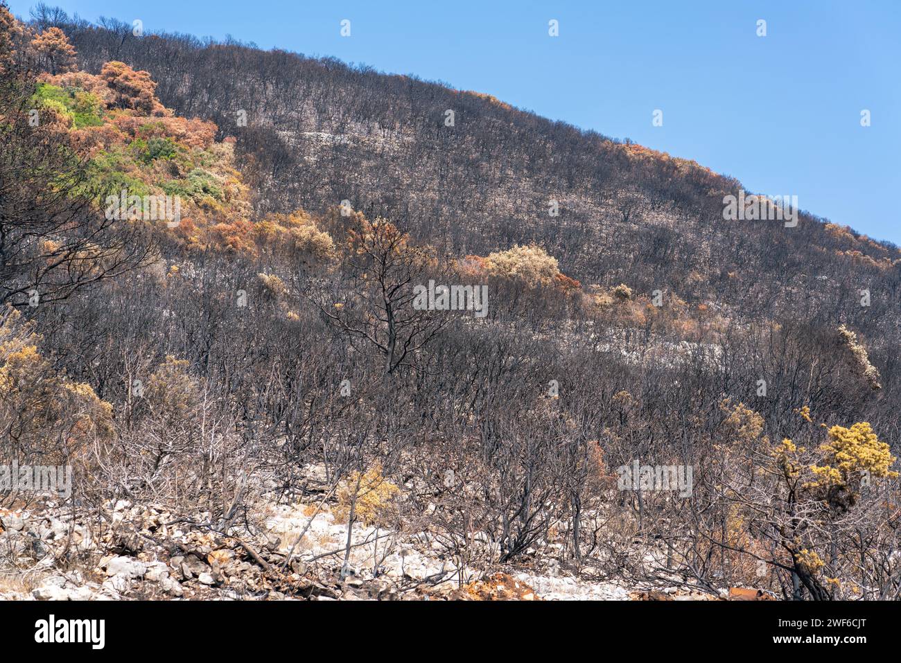 Scorched earth and blackened tree trunks caused by a large bush fire ...
