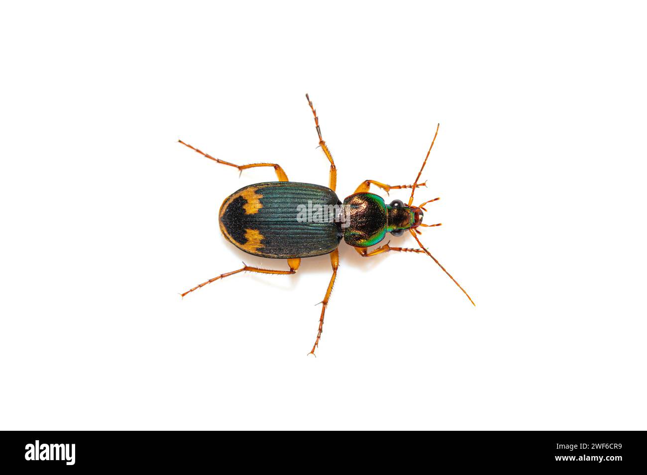 Beautiful Ground beetle (Chlaenius (Pachydinodes) sp) from Thailand, Southeast Asia Stock Photo