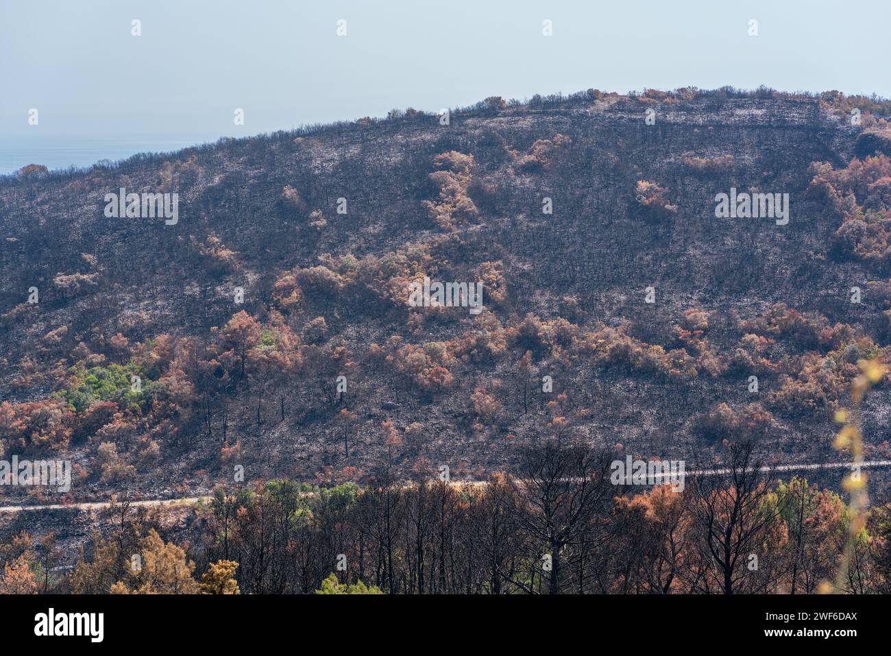 Scorched earth and blackened tree trunks caused by a large bush fire ...