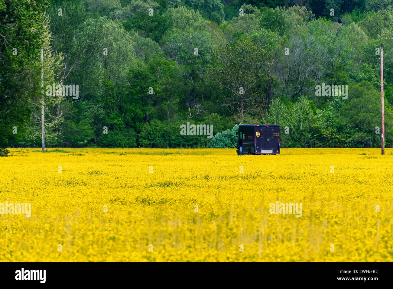 A solitary UPS delivery truck is captured meandering down a rural road, surrounded by the bright yellow bloom of a vast field under a clear sky. Stock Photo