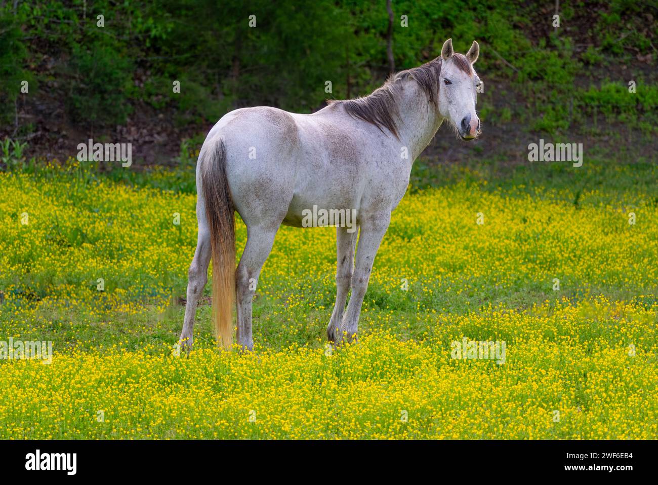A solitary grey horse is captured standing serenely amongst vibrant yellow wildflowers, with a verdant backdrop hinting at the fresh renewal of spring Stock Photo