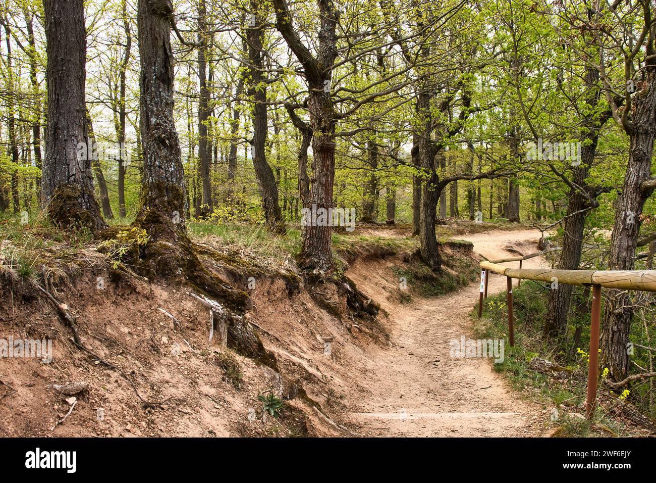 Walking path with green trees on Rotenfels on a spring day in Rhineland Palatinate, Germany. Stock Photo