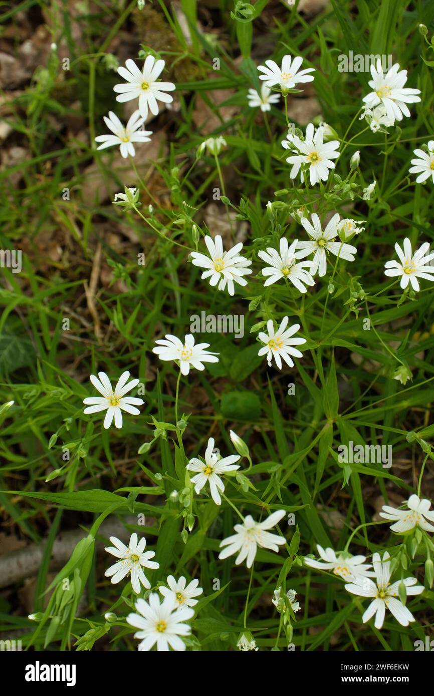 Flowers with white petals growin on top of Rotenfels on a spring day in Rhineland Palatinate, Germany. Stock Photo