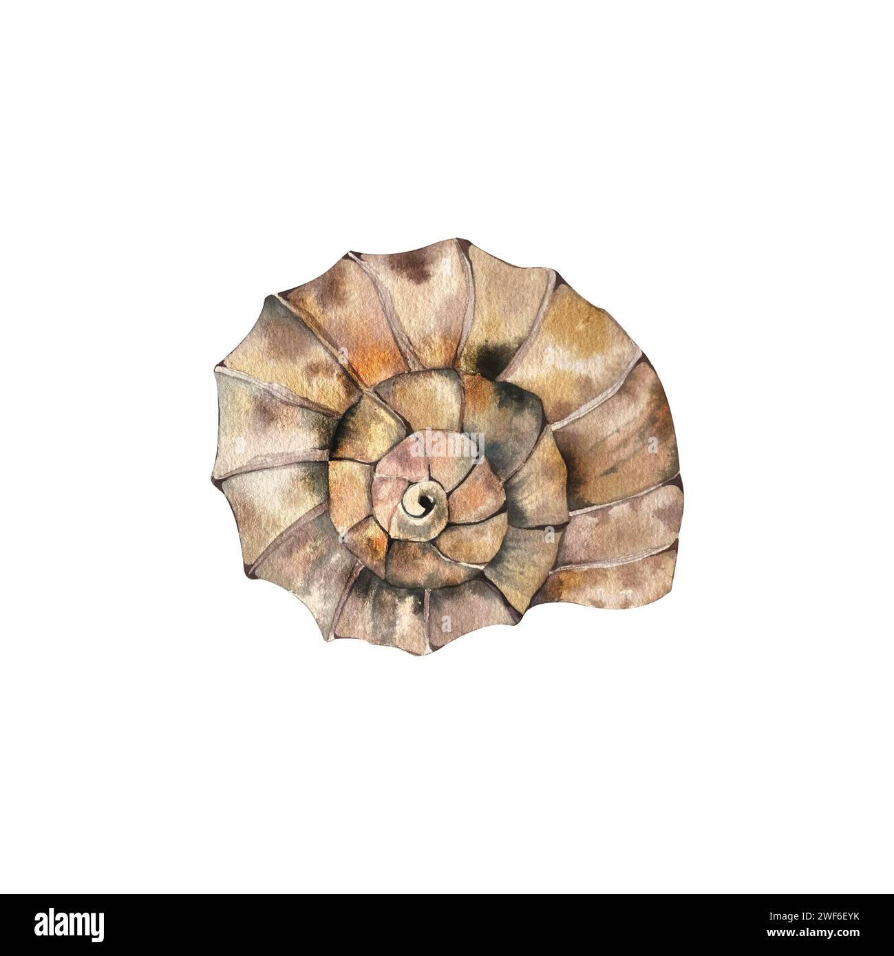 seashell. beautiful textured articulated harp shell. handmade watercolor illustration. isolated on a white background. for your design Stock Photo