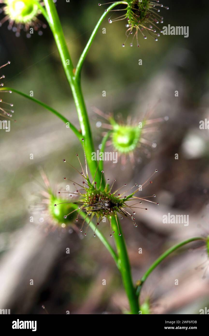 Any insect tempted by what looks like nectar on the leaves of Ear Sundew (Drosera Auriculata) is in for a sticky death! Hochkins Ridge Flora Reserve. Stock Photo