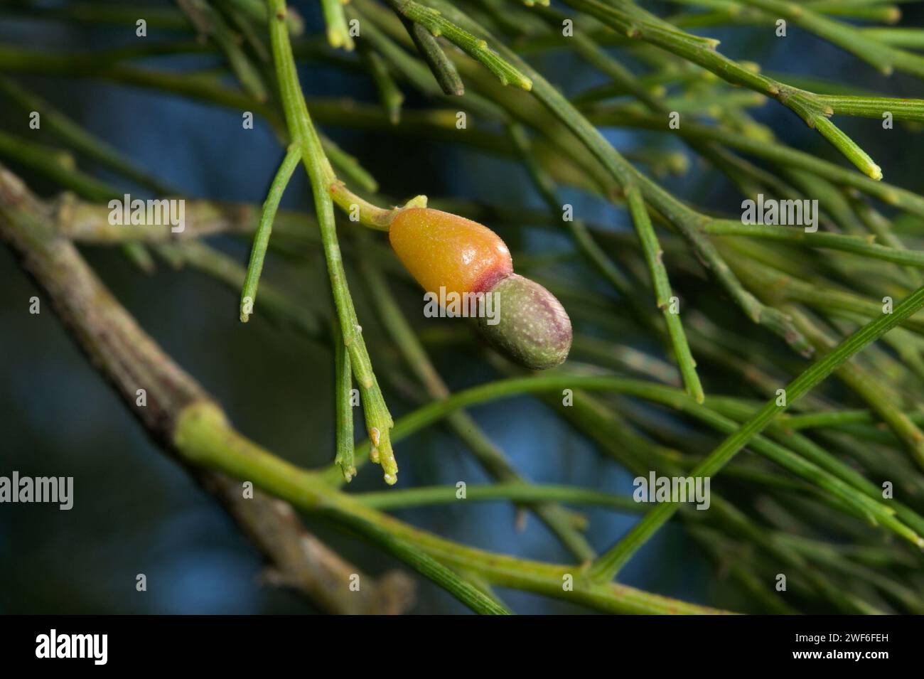 Casuarina trees (Casuarina Littoralis) have male and female trees, but only the females produce cones. The cones start off as tiny pods - like this. Stock Photo