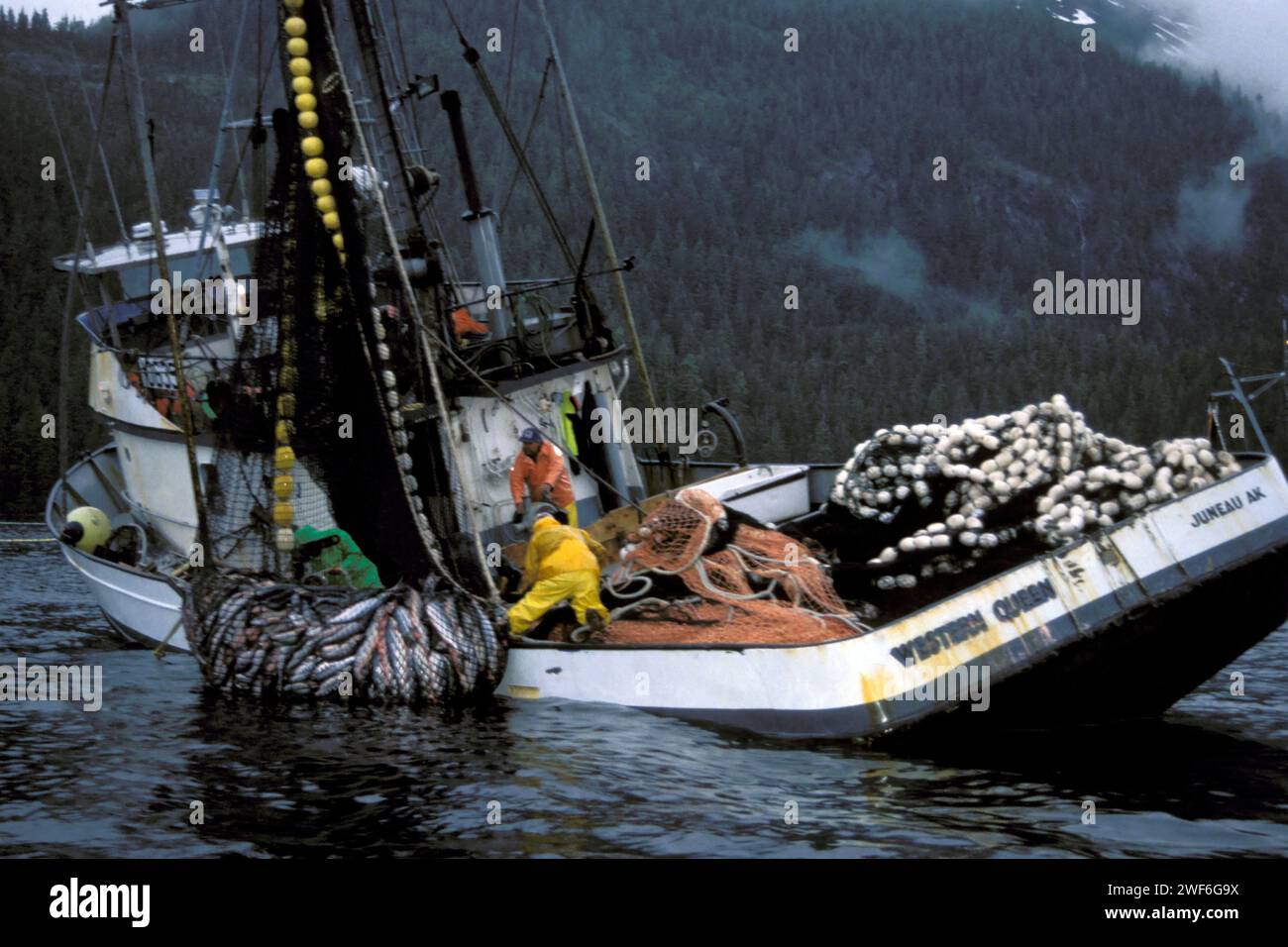commercial fishing vessel crew hauls out a net full of chum salmon, Oncorhynchus keta, in Hidden Falls, southeast Alaska, seiner Stock Photo