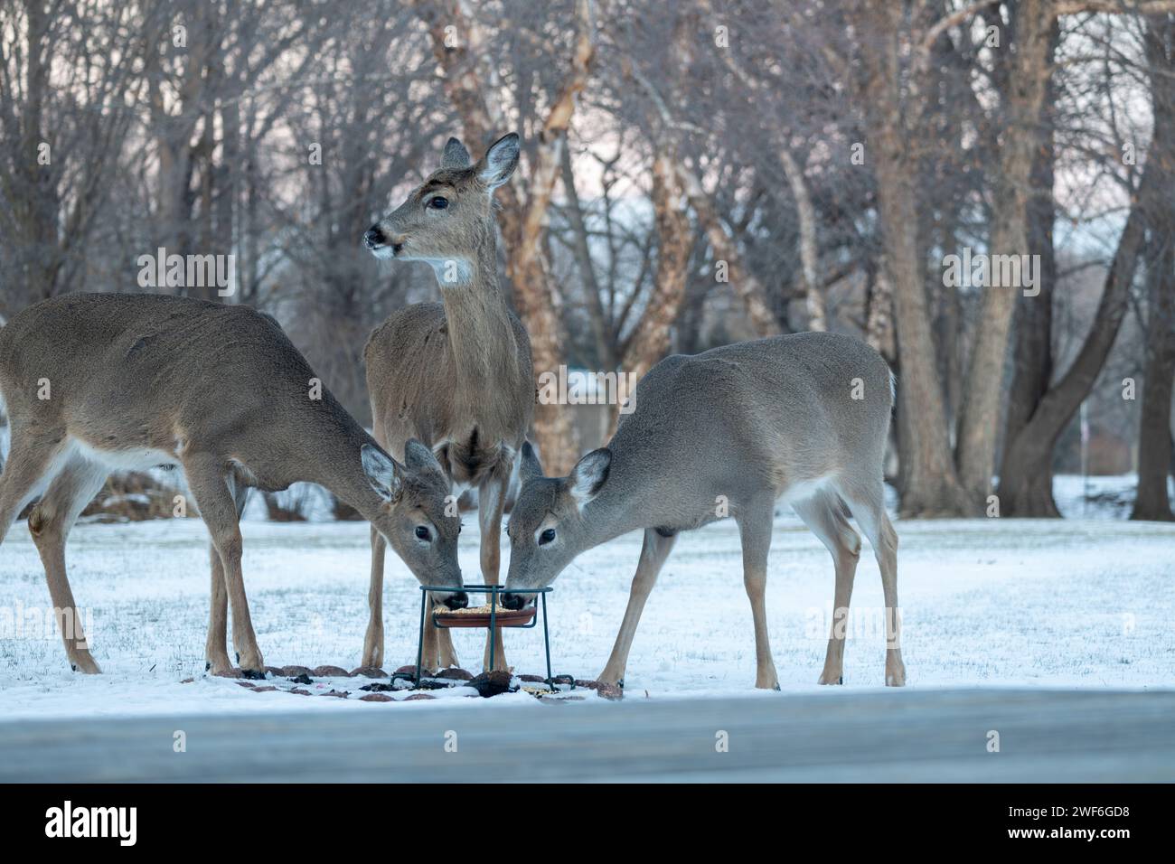 Landscape view of three white-tailed deer eating at a corn feeder in a woodland residential backyard on a winter day Stock Photo