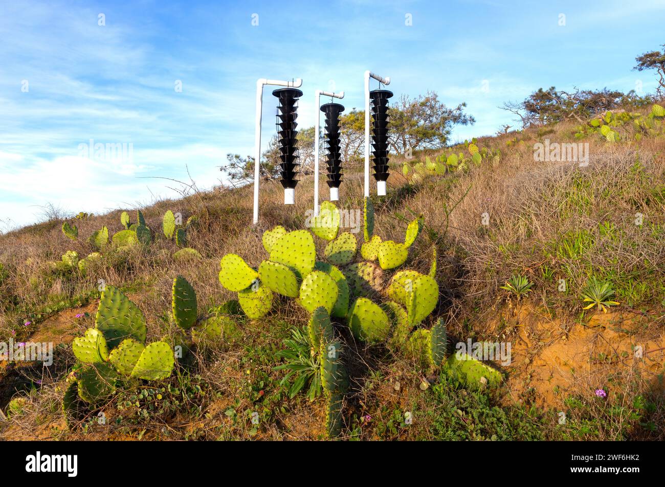 Bark Beetle Insect Cone Traps in Famous Torrey Pines State Park with Desert Cactus Plants in Foreground. San Diego California Southern USA Stock Photo