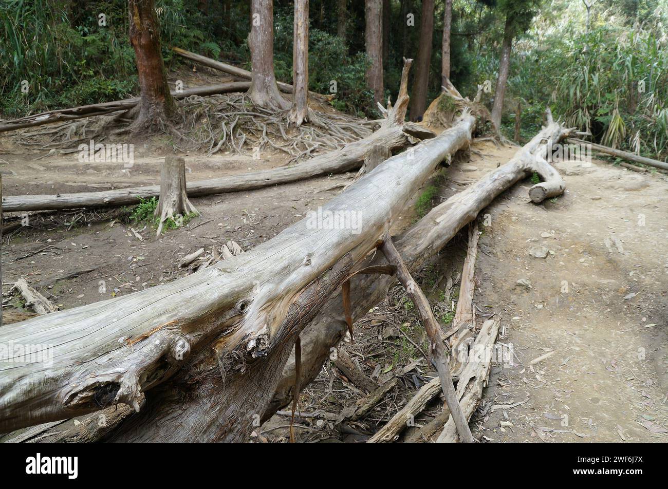 Dead trees in burned forest Stock Photo