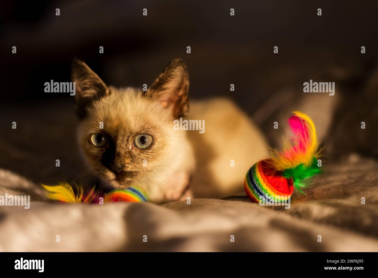 A white and brown little and cutie cat on the bed Stock Photo