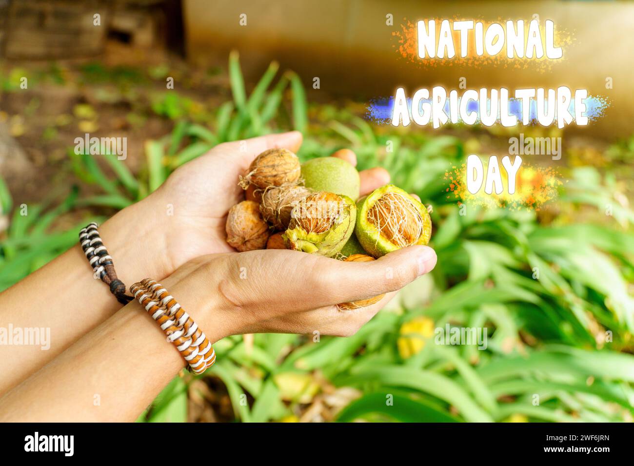 Celebrating National Agriculture Day With the Bounty of Natures Harvest Stock Photo