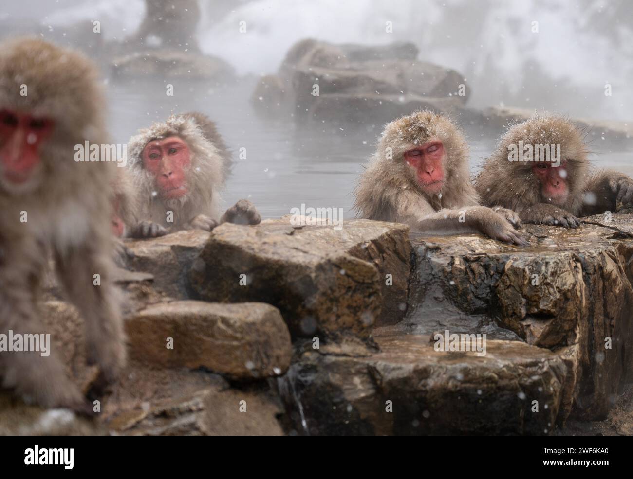 Snow Monkeys bathing in hot Onsen,Snow Monkey Park, Jigokudani, Nagano ...