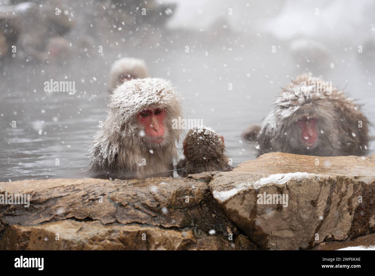 Snow Monkeys in snowfall,Snow Monkey Park, Jigokudani, Nagano, Japan ...