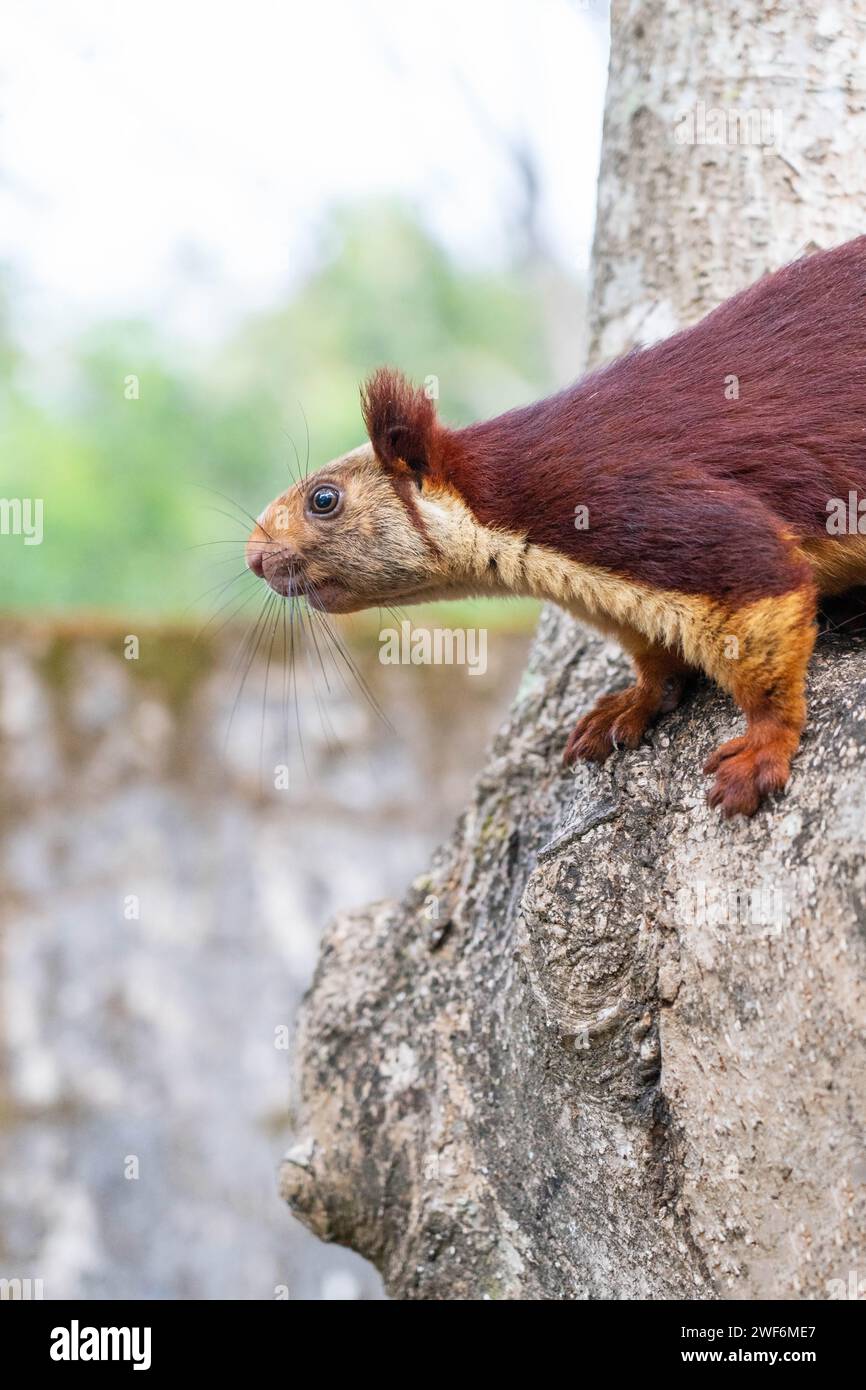 Malabar giant squirrel in Waynad wild life Stock Photo