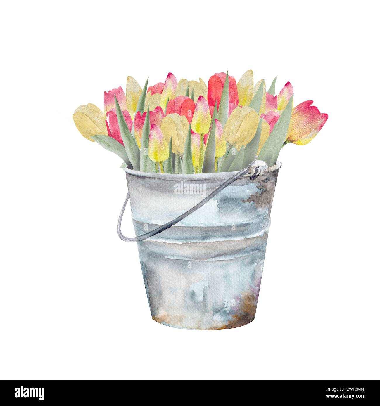 Watercolor illustration of a bouquet of colorful tulips in a vintage ...