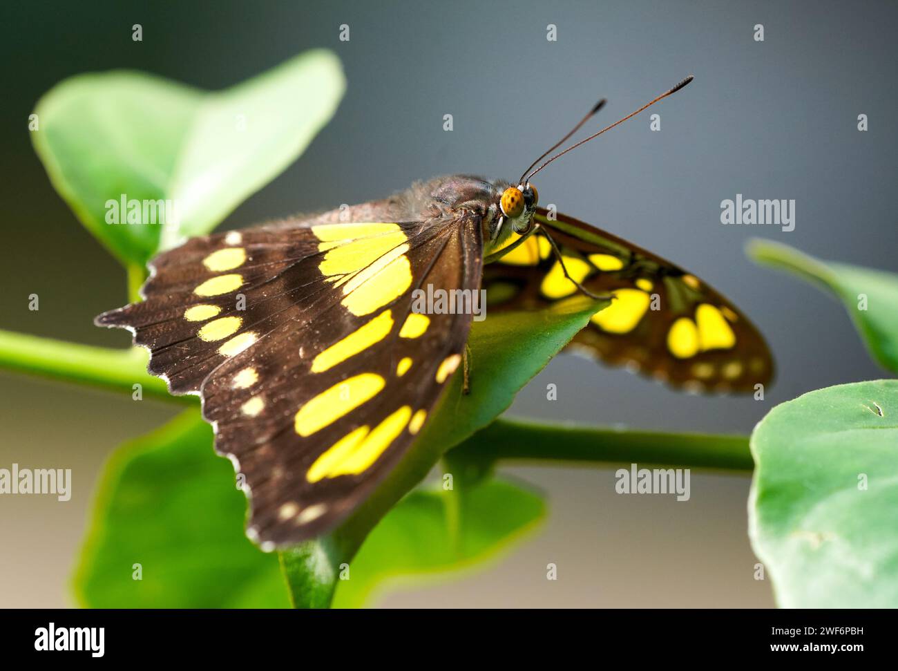 Malachite butterfly on a plant. Insect in natural environment close-up. Siproeta stelenes. Stock Photo