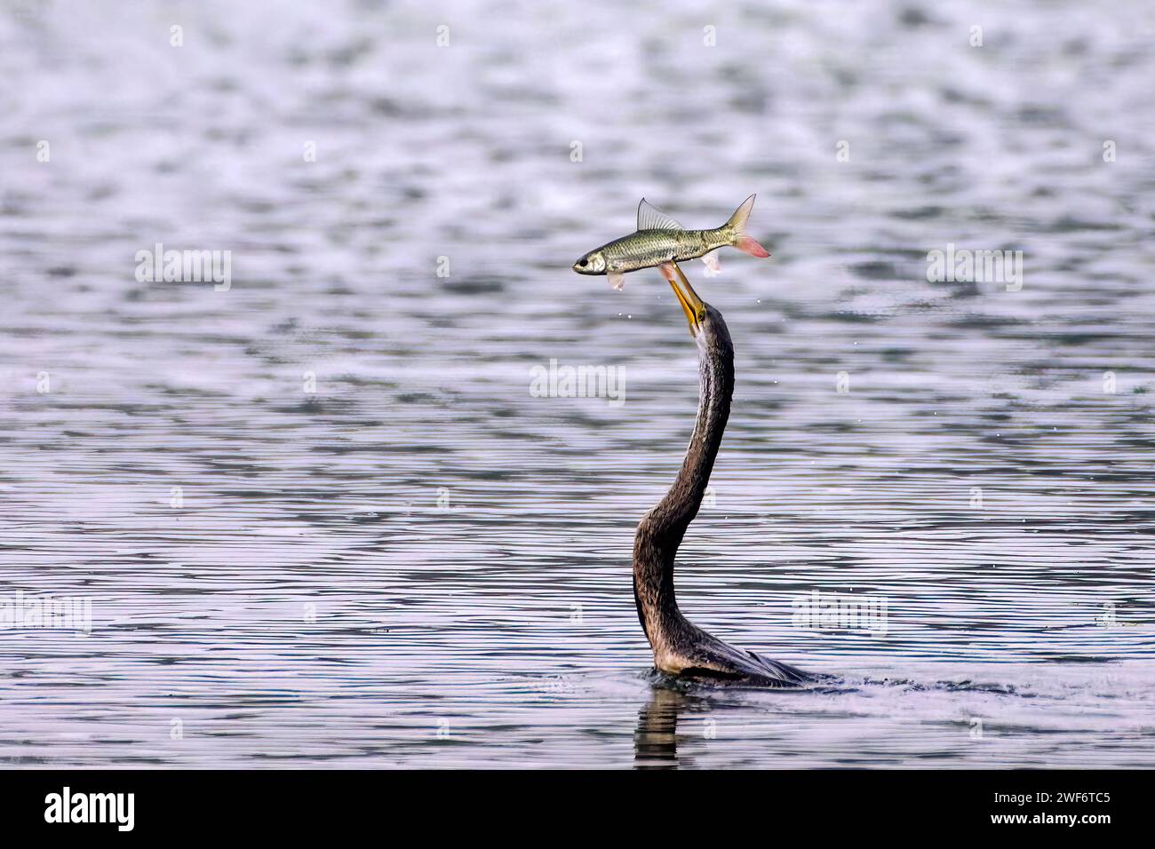 A Darter bird catching fish in Keoladeo National Park, Rajasthan, India. Stock Photo