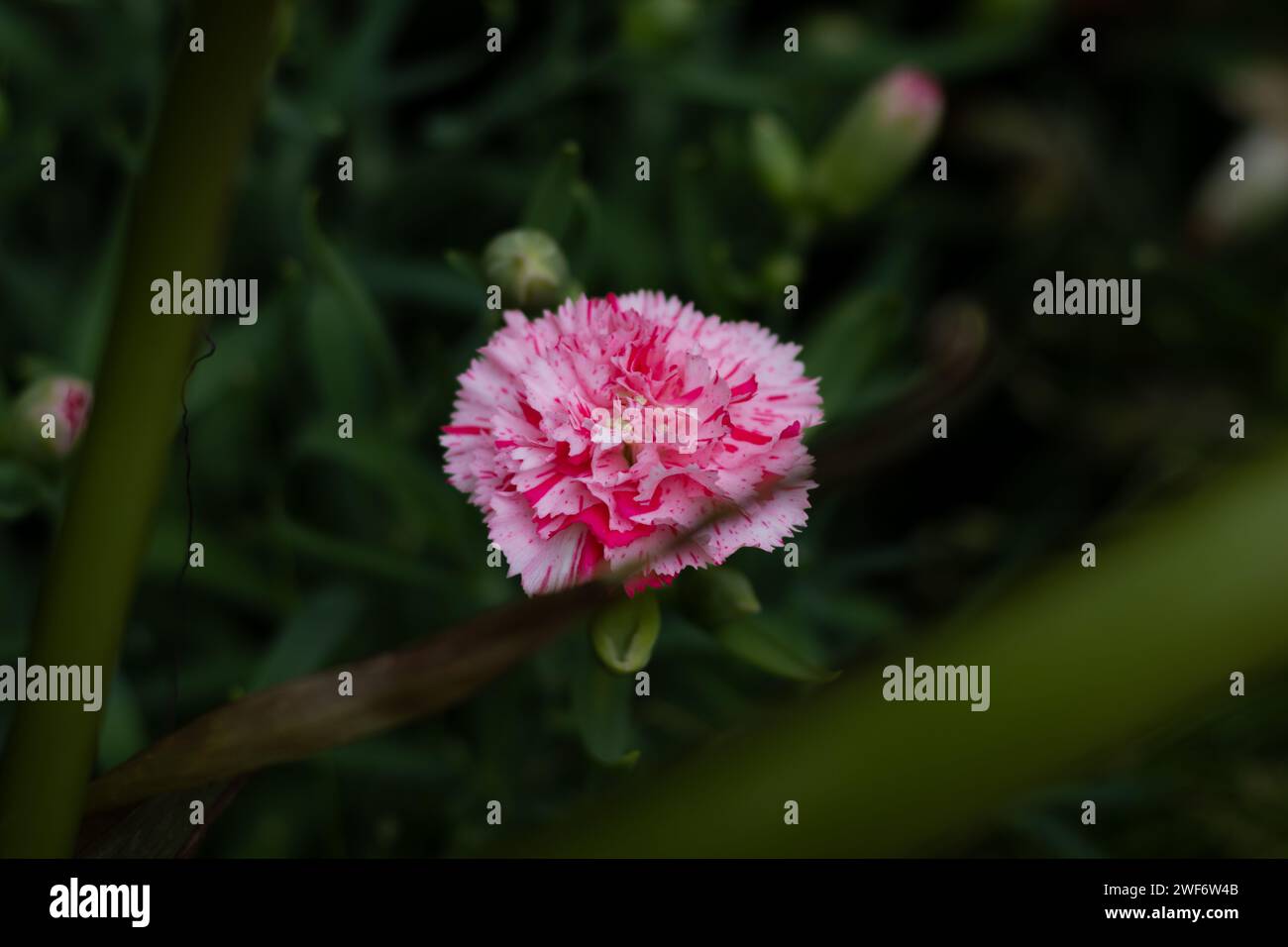 Auckland Domain Flower Garden Stock Photo Alamy