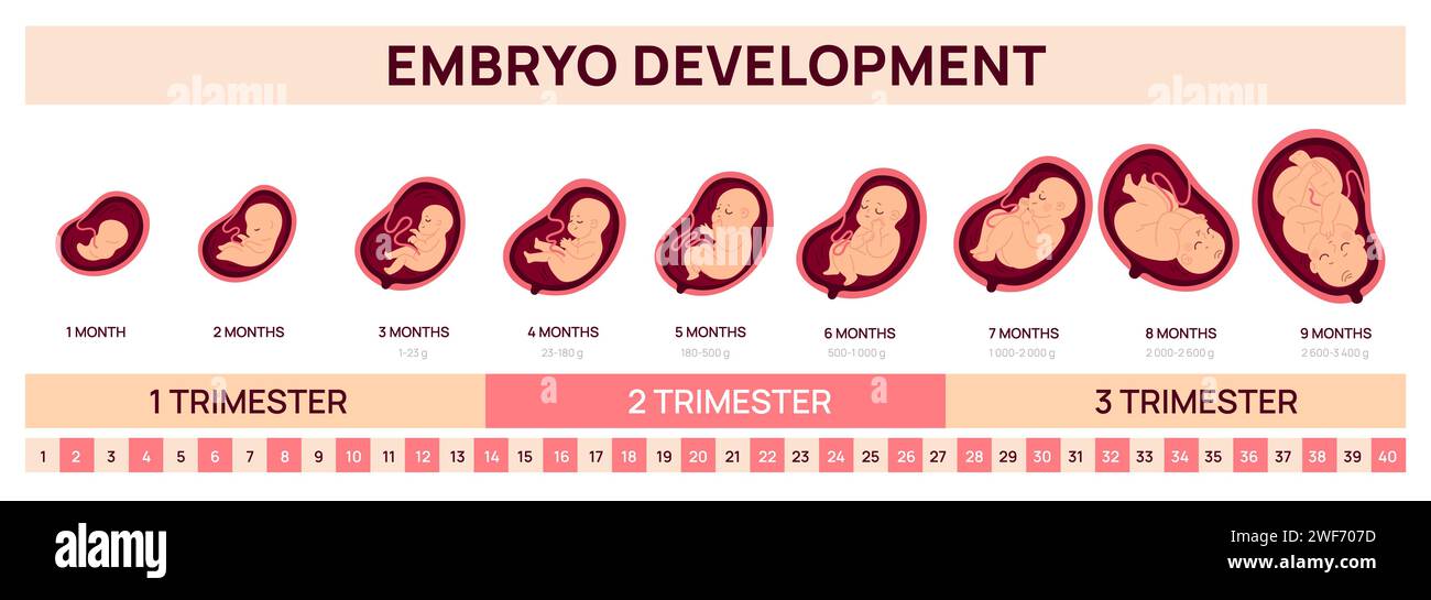 Human fetal development infographics. Embryo growth prenatal stages ...