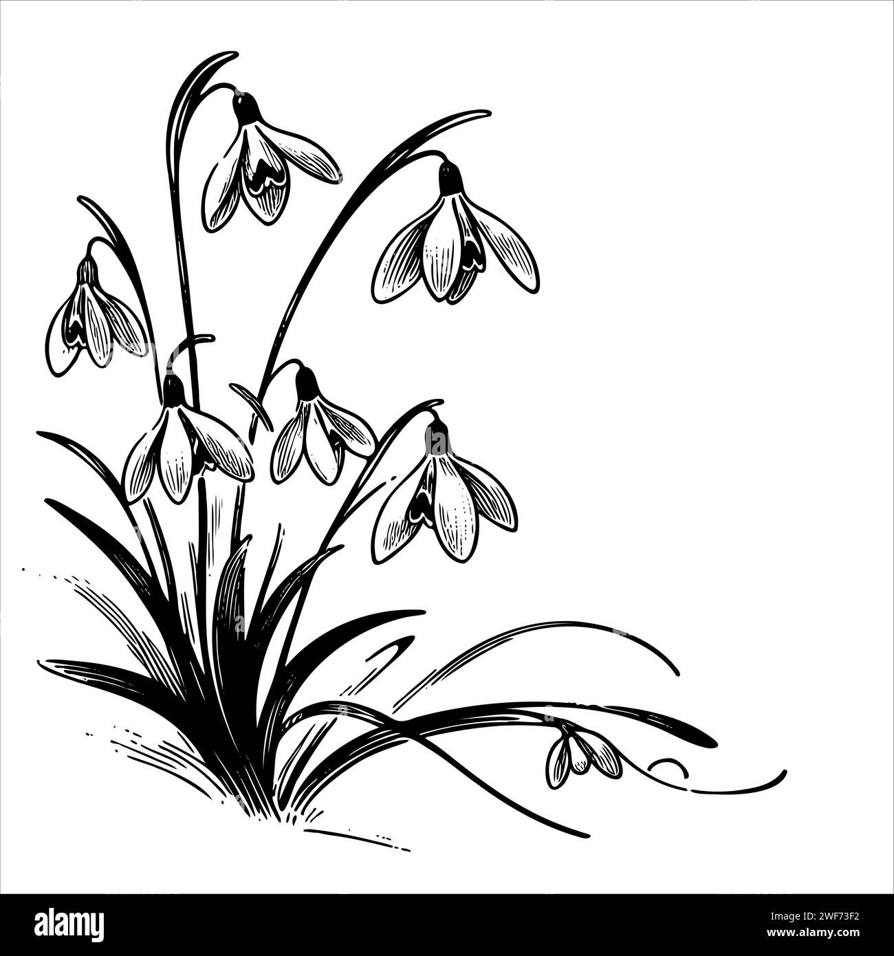 Snowdrop january birth month flower illustration, tatoo design, vector