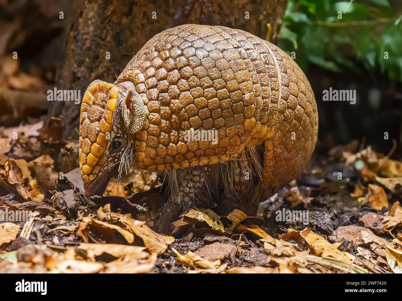 Close up view of a Southern three-banded armadillo (Tolypeutes matacus) Stock Photo