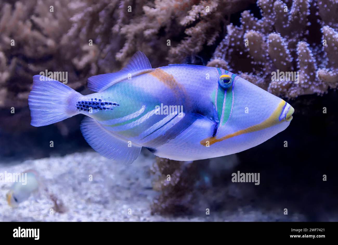 Close up view of a Lagoon triggerfish (Rhinecanthus aculeatus) Stock Photo