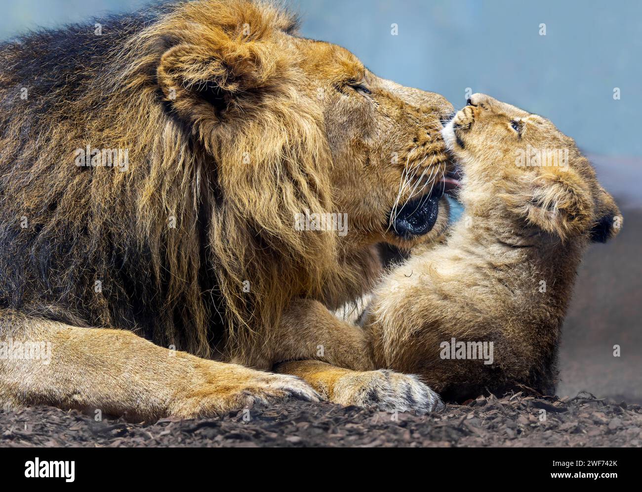 Close up view of Asiatic lion (Panthera leo persica) - father playing with his cub Stock Photo