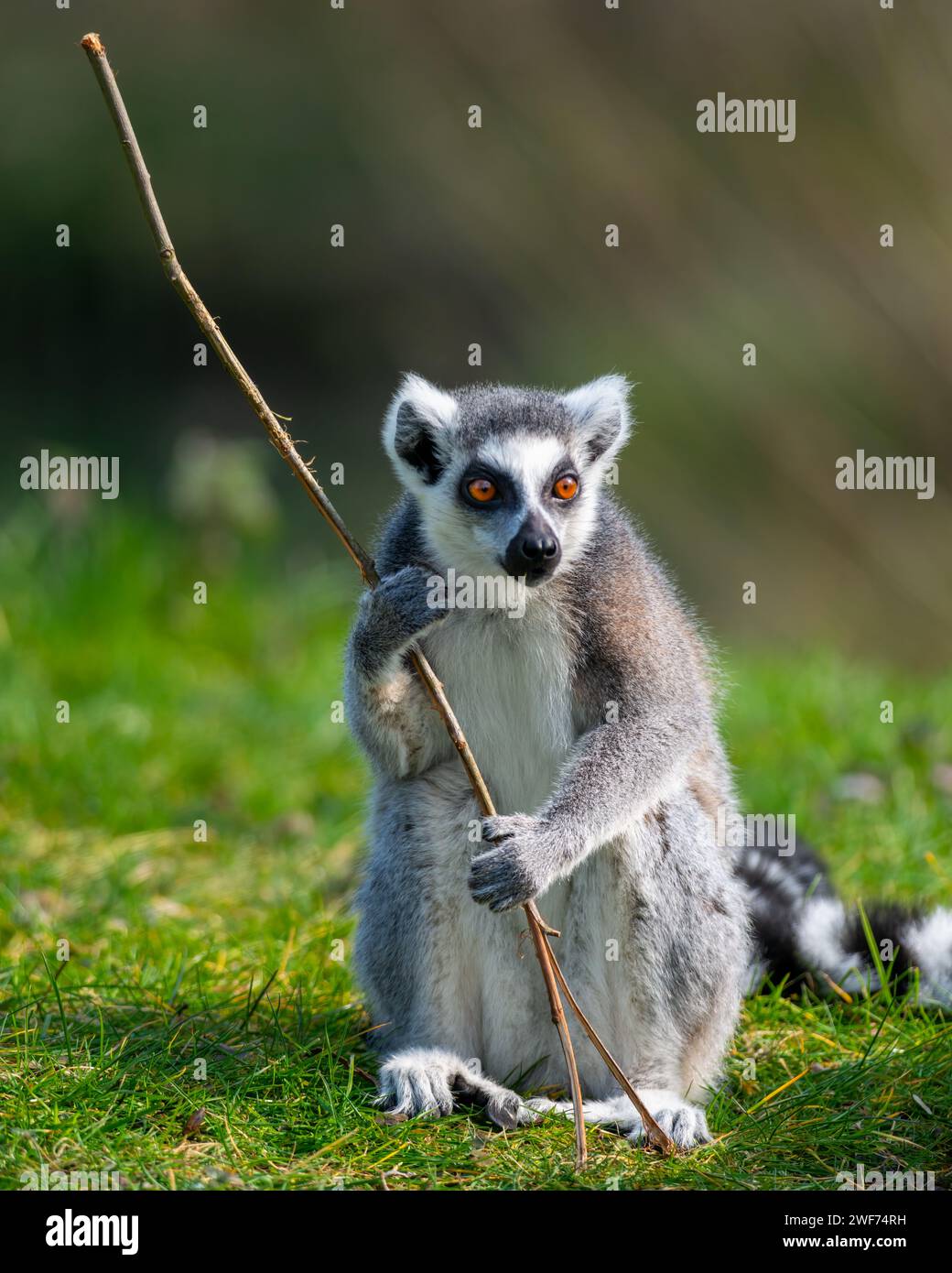 Ring-tailed lemur gripping a stick with its mouth Stock Photo