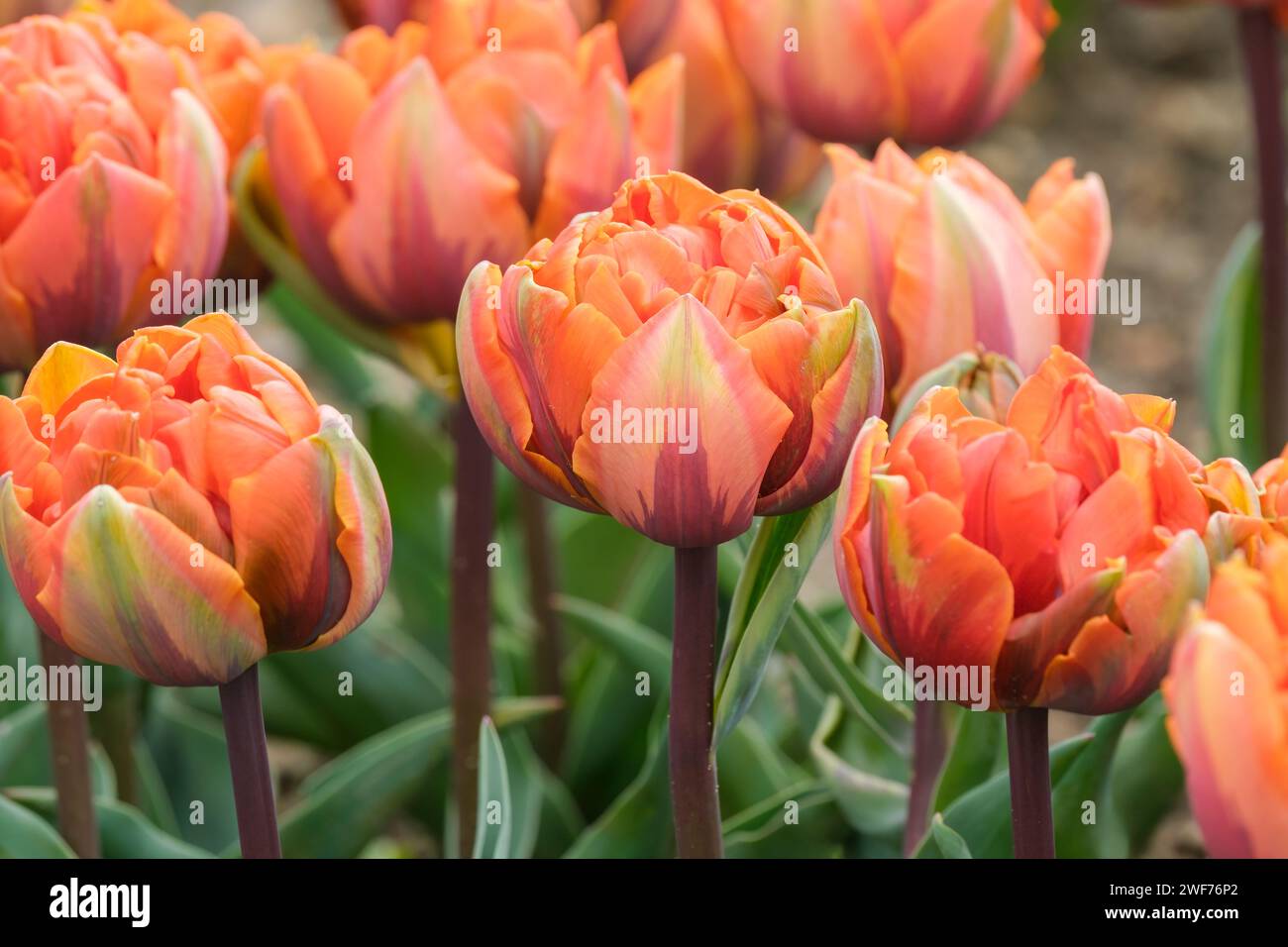 Tulip Orange Princess orange double flowers with yellow shading on the inner petals,red and green on  outer petals. Stock Photo