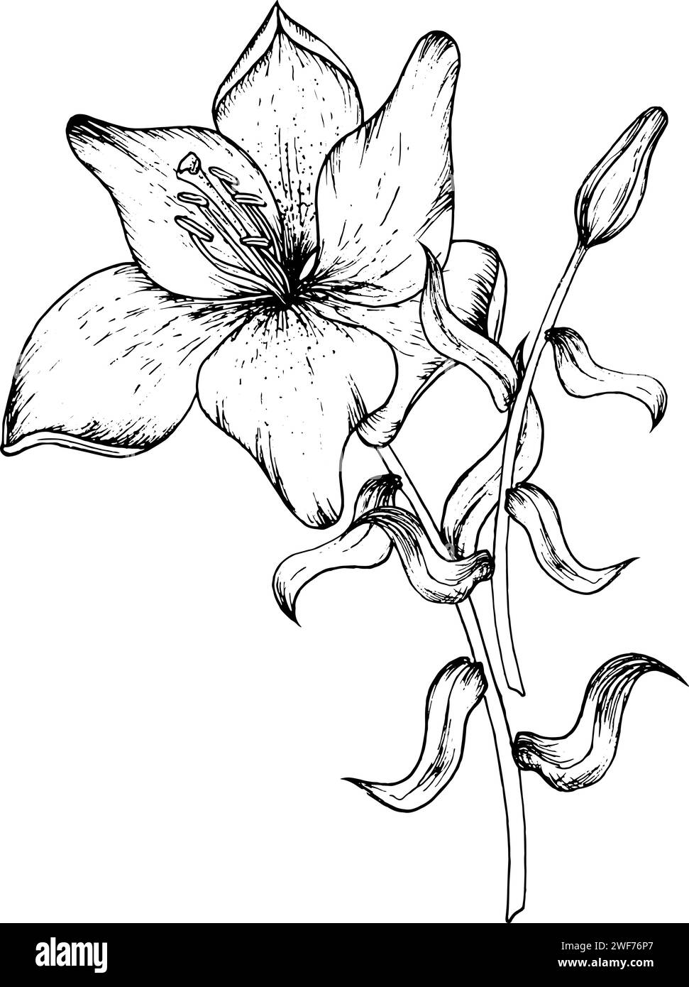 Graphic vector illustration of buds and petals of a lily. Black and ...
