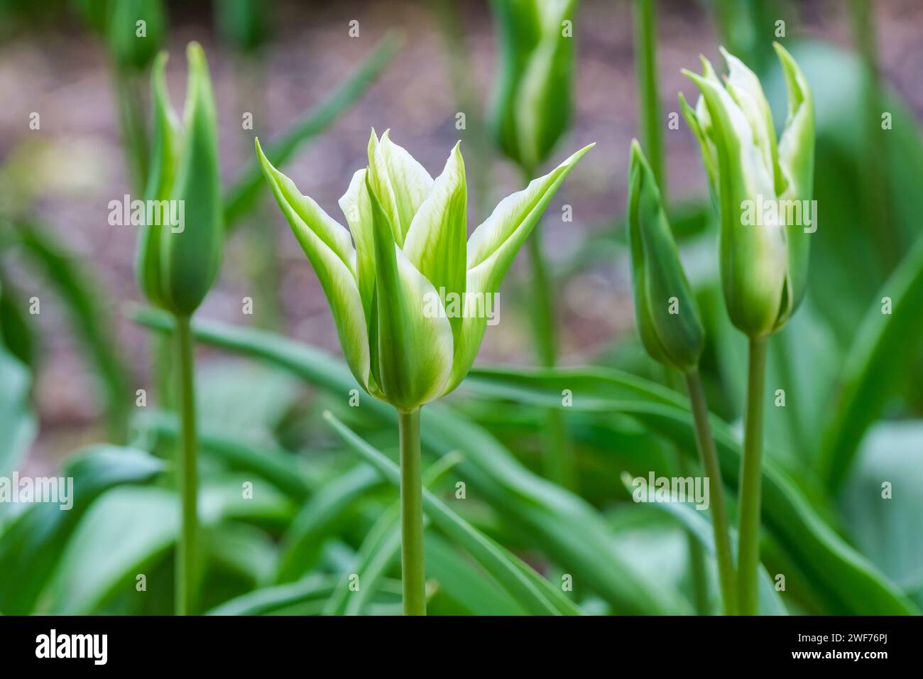 Tulip Green Star, Viridiflora Tulip, star-like blooms with green and cream striped petals. Stock Photo