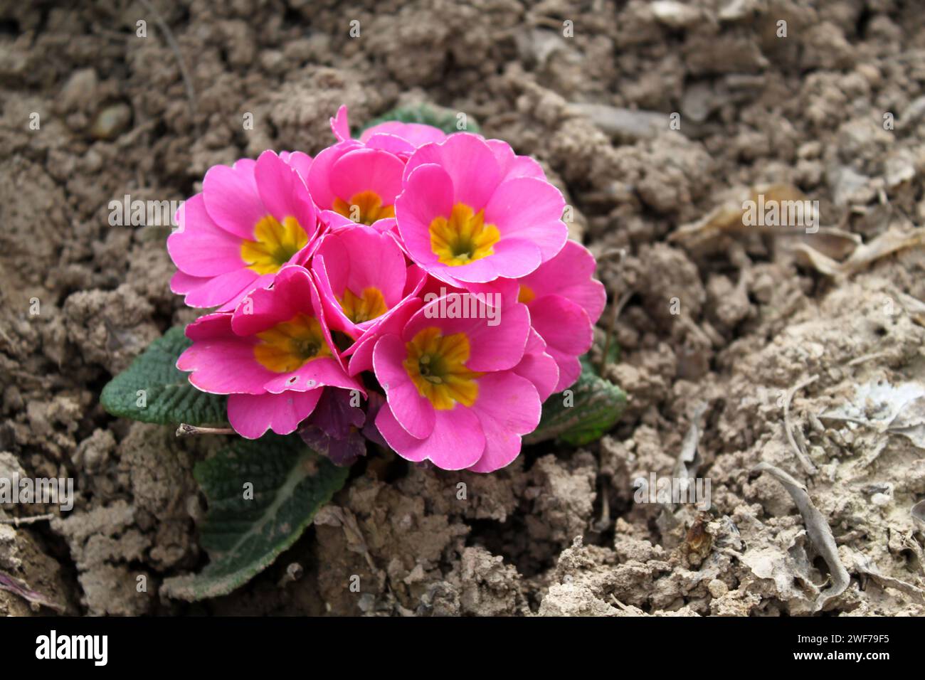 Pink Primula flower blossoms closeup Stock Photo