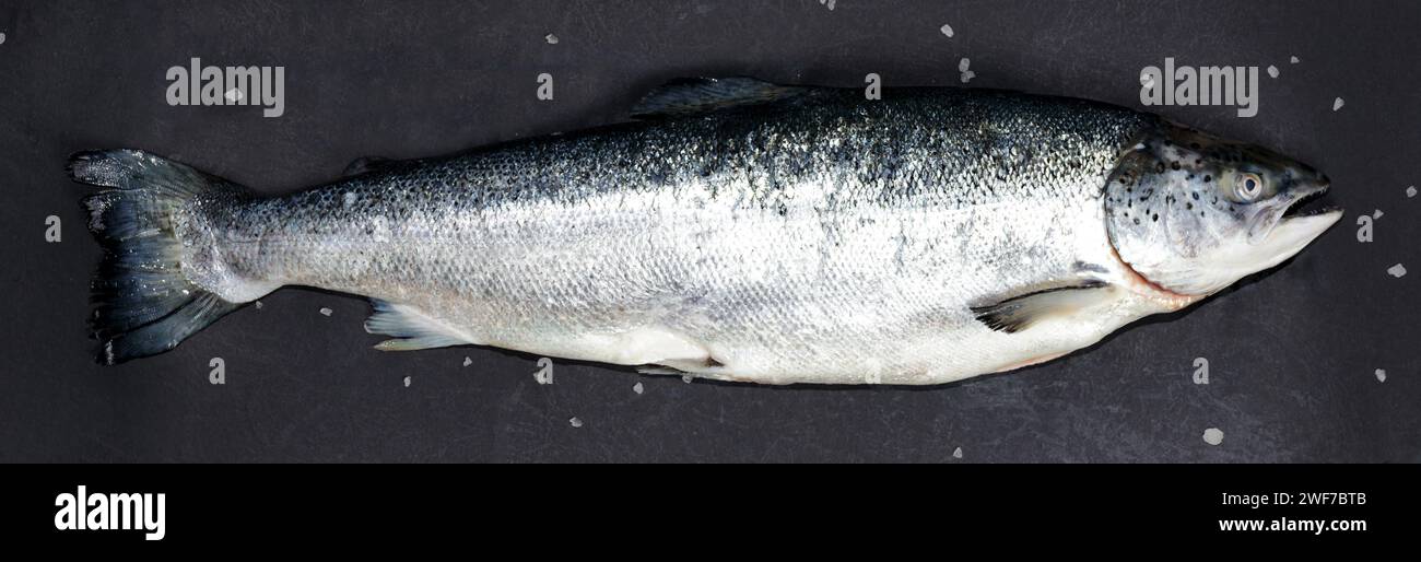 Salmon, trout fish on dark background. Stock Photo