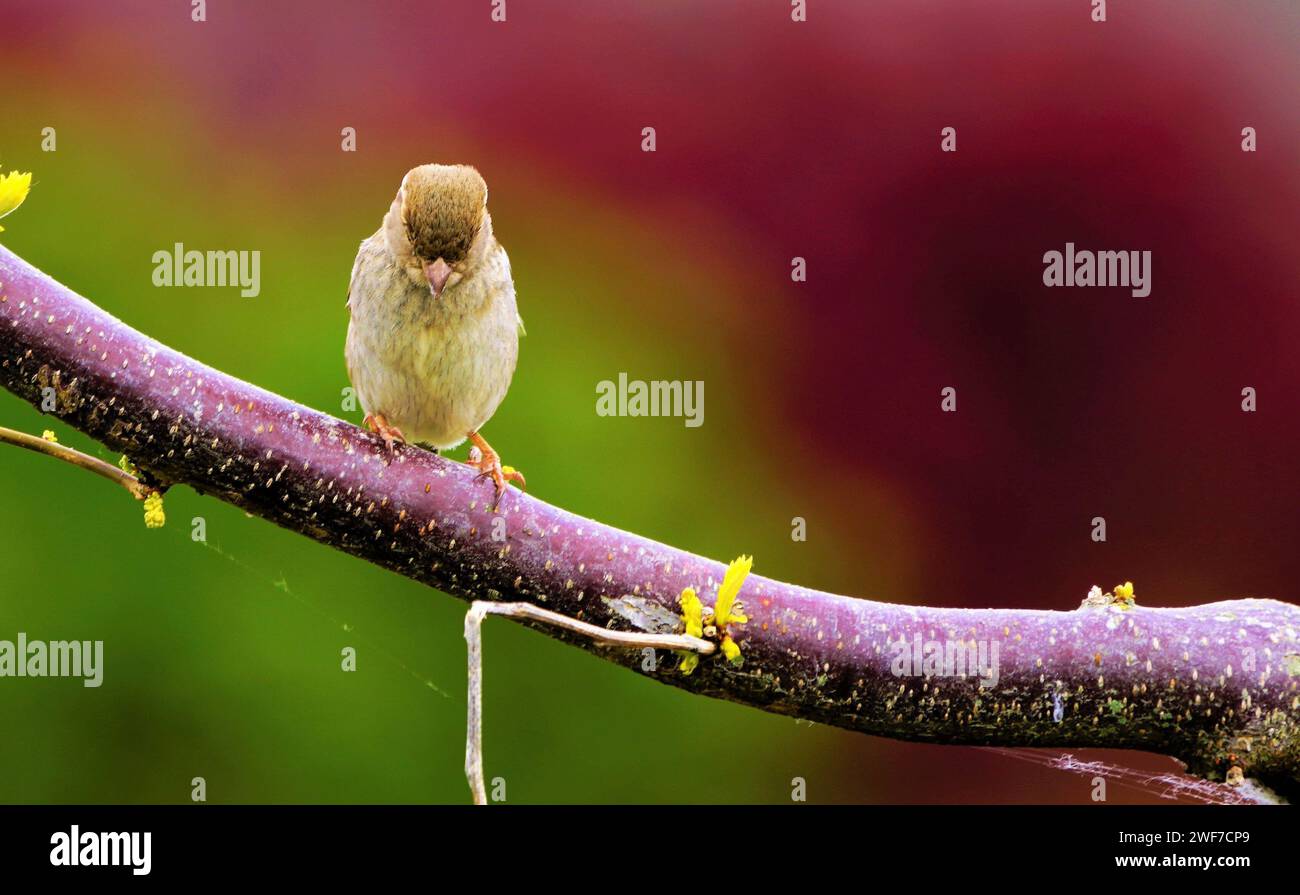 Small bird perched on tree branch with yellow flowers Stock Photo