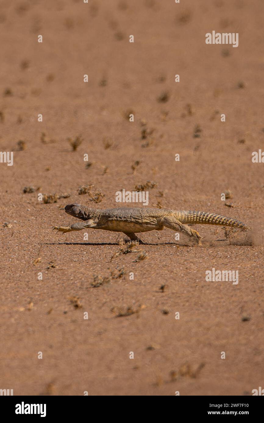 An Egyptian mastigure in a barren desert Stock Photo