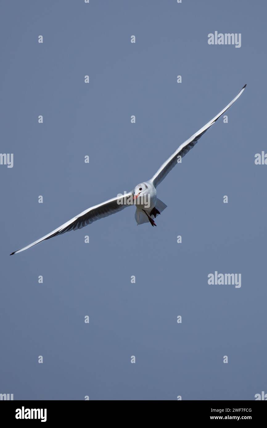 A seagull flying through blue sky with outstretched wings Stock Photo