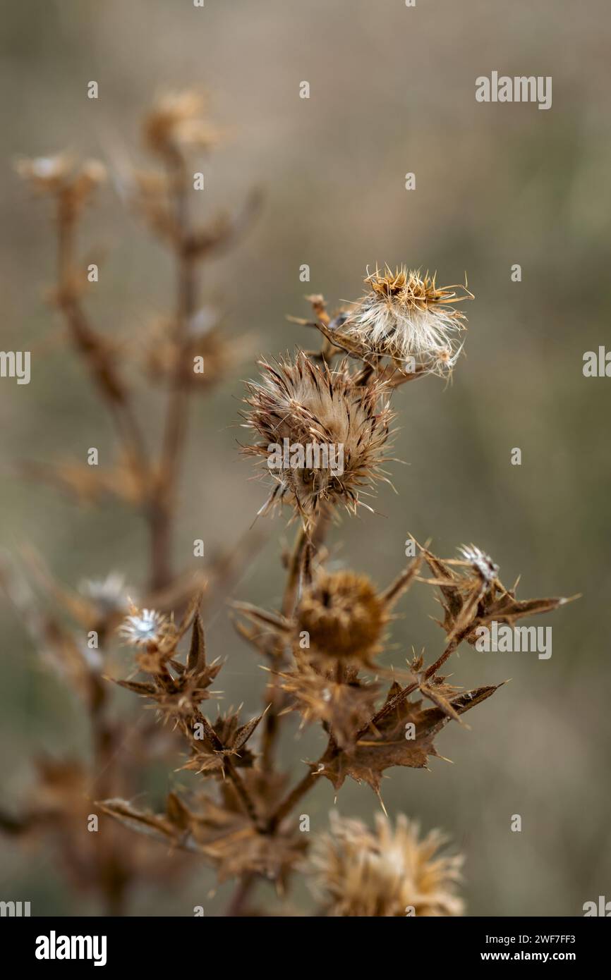 dried burdock bush in autumn Stock Photo - Alamy