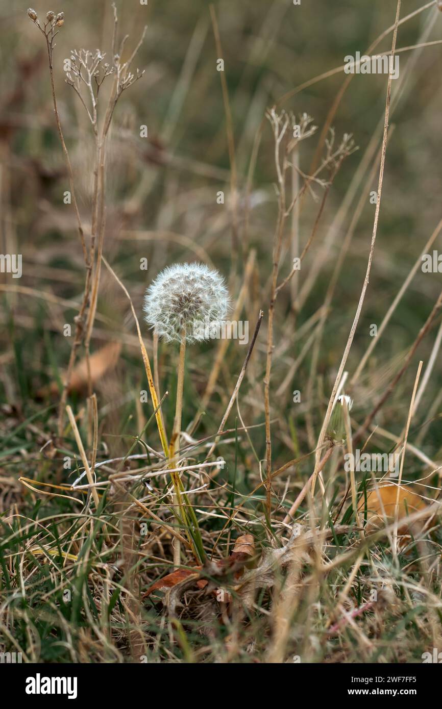 lonely dandelion in an autumn field Stock Photo