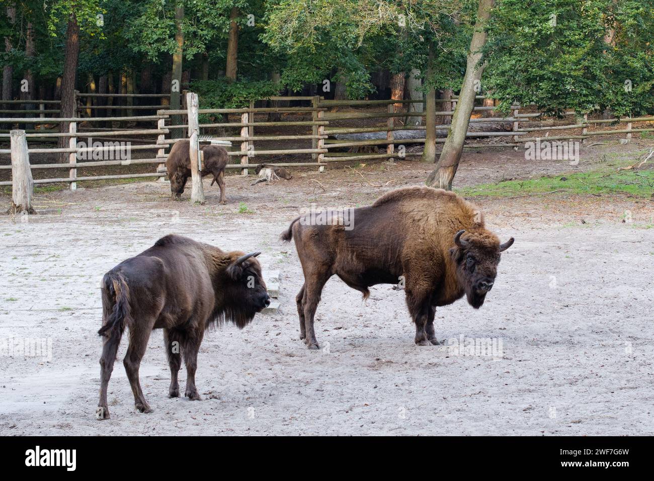 The European bison (Bison bonasus) or the European wood bison. Wolinski national park on the Baltic Sea in Poland Stock Photo