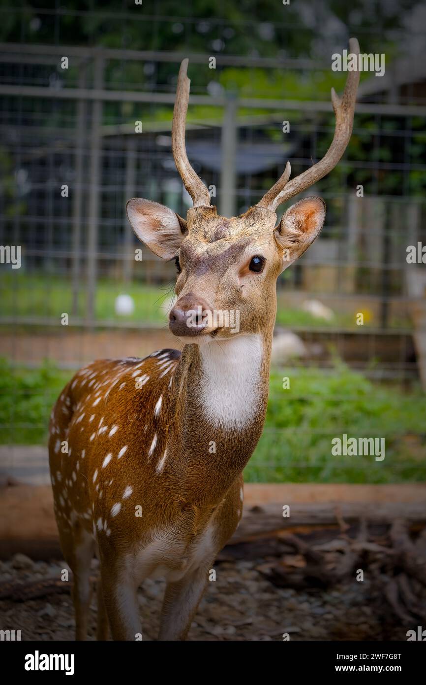 spotted deer with the Latin name Axis Stock Photo