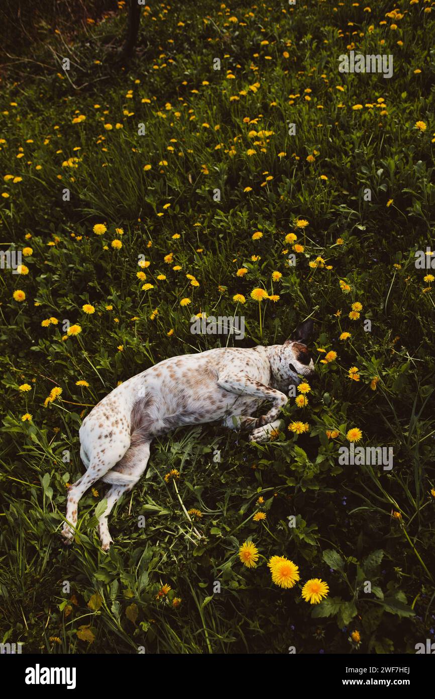 Dog sleeping in the dandelion field Stock Photo