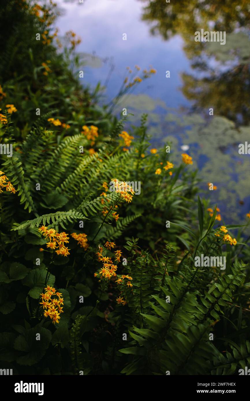 Flowers ferns along pond hi-res stock photography and images - Alamy