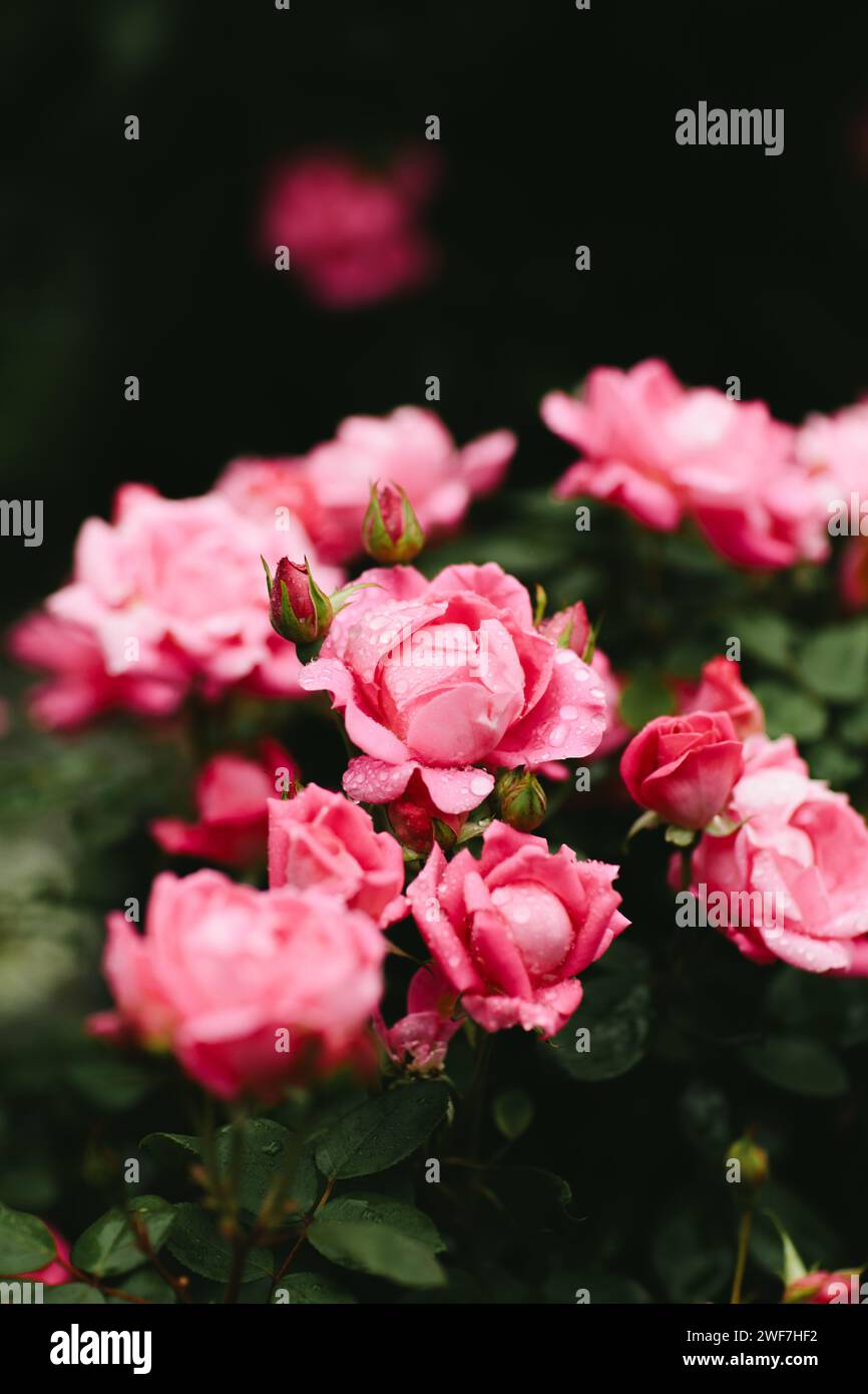 rain drops on fairy rose garden Stock Photo